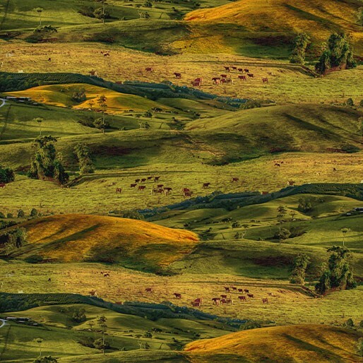 A scenic fabric country landscape of rolling green and golden hills with small cows grazing, 